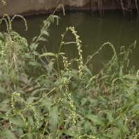 Persicaria hydropiper (L.) Delarbre